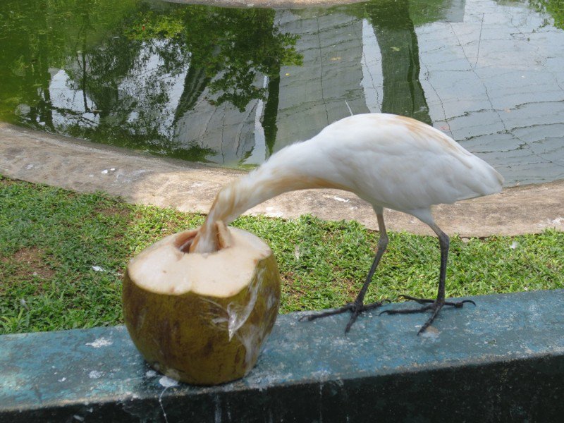 Bird drinks coconut liquid 