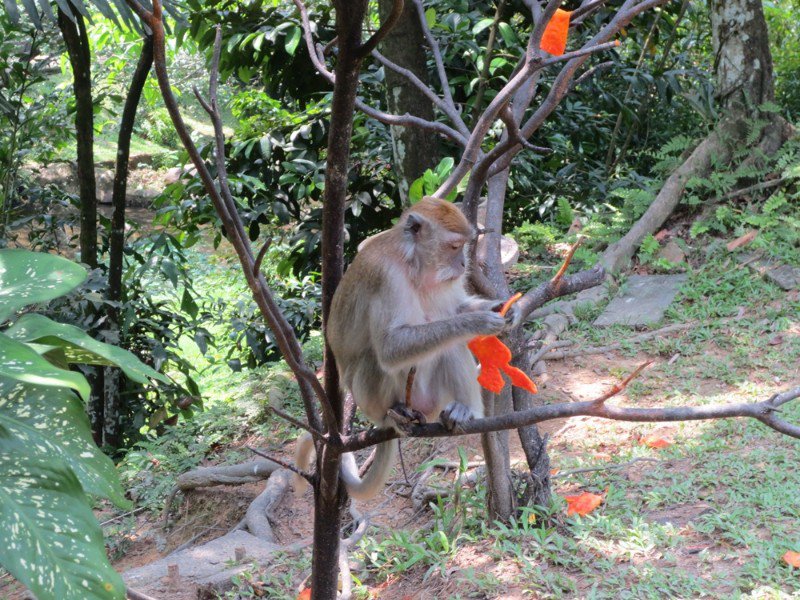 Monkey considers papaya