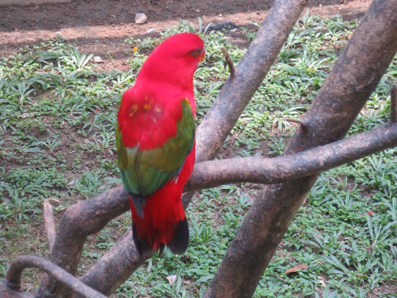 Red bird 