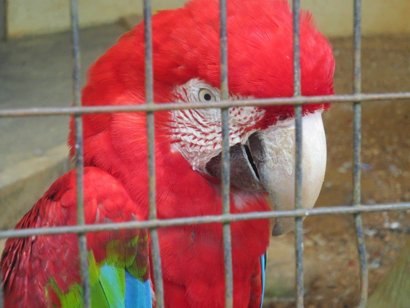 Parrot face