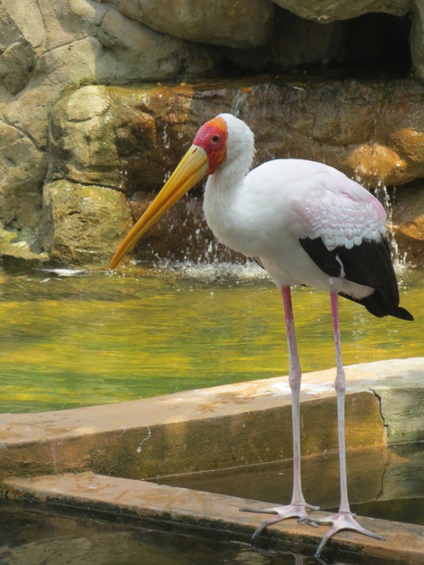 Pasture stork 