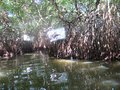 Mangrove passageway 
