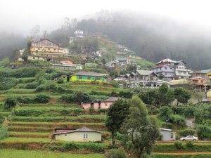 Nuwara Eliya hillside