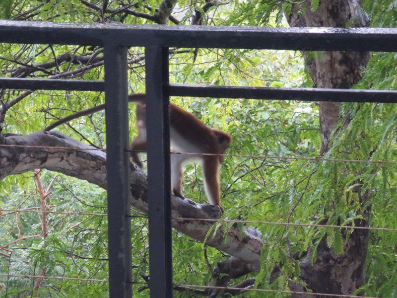 Monkey visitor