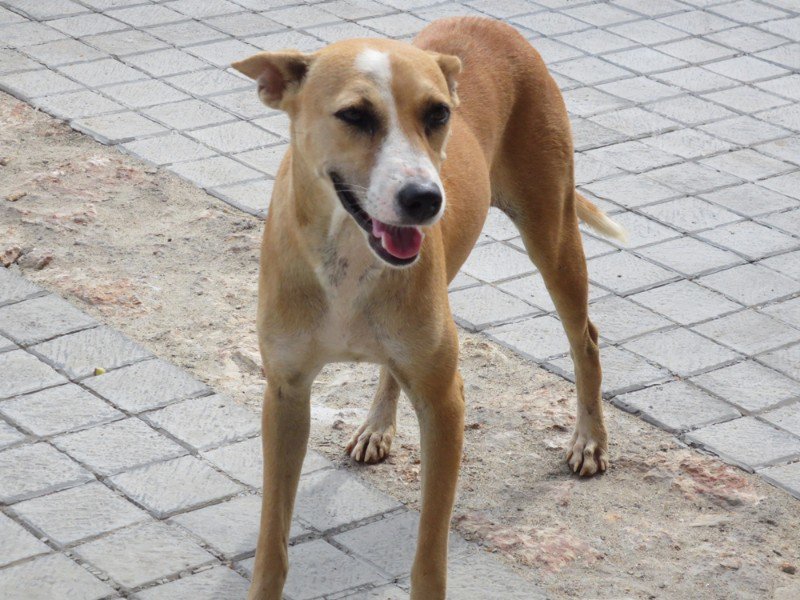 Typical Sri Lankan dog