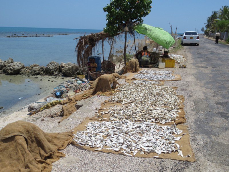 Fish dry by road 