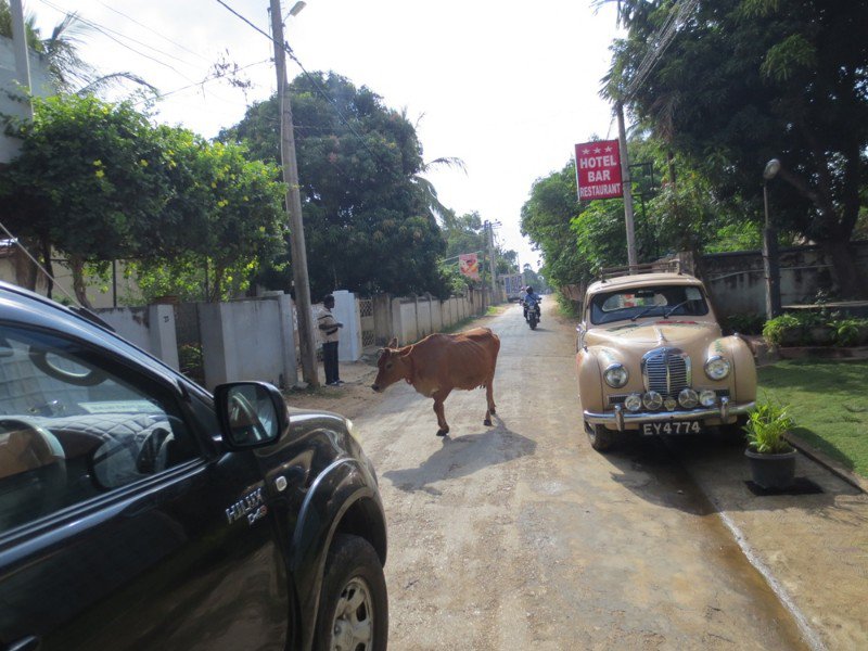 Cow in road outside our hotel