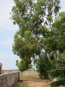 Gum tree guards the coast