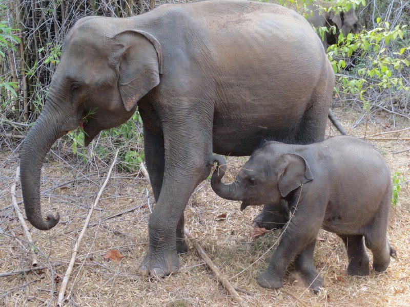 Elephant mum and baby