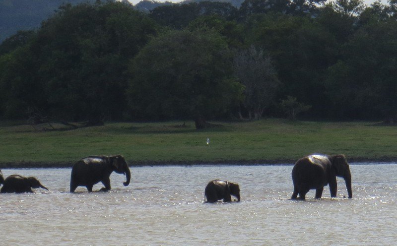 Elephants leave the water