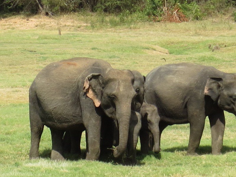 Protecting the baby elephants
