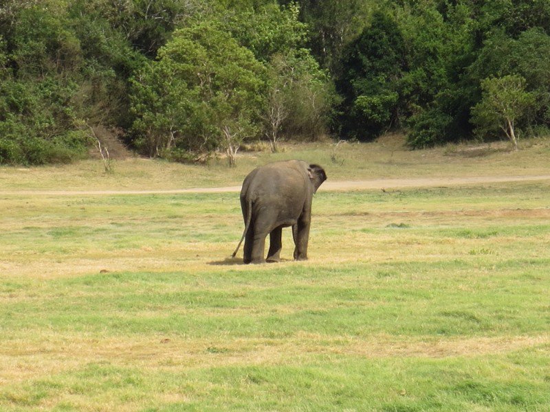 Solitary male elephant