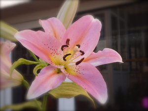 Star Lily in Pink