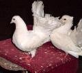 Doves pose with you