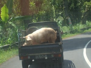 Pig in a pick up