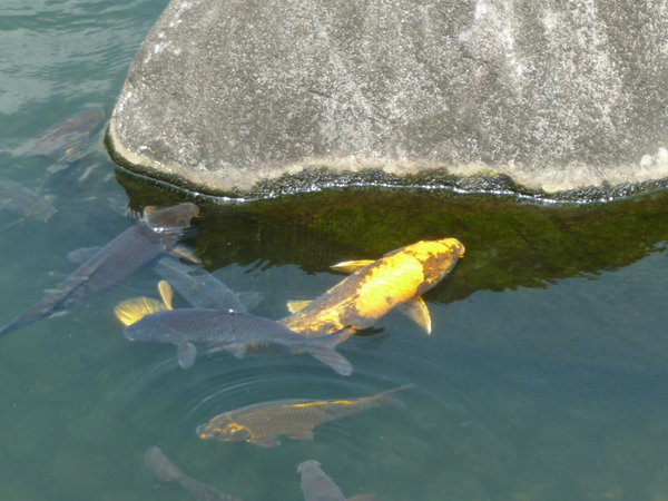 Some of the many carp swimming the waters in the garden