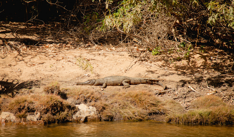 Freshwater Croc Katherine Gorge