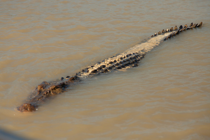 White Backed Saltwater Croc on Adelaide River Croc Tour