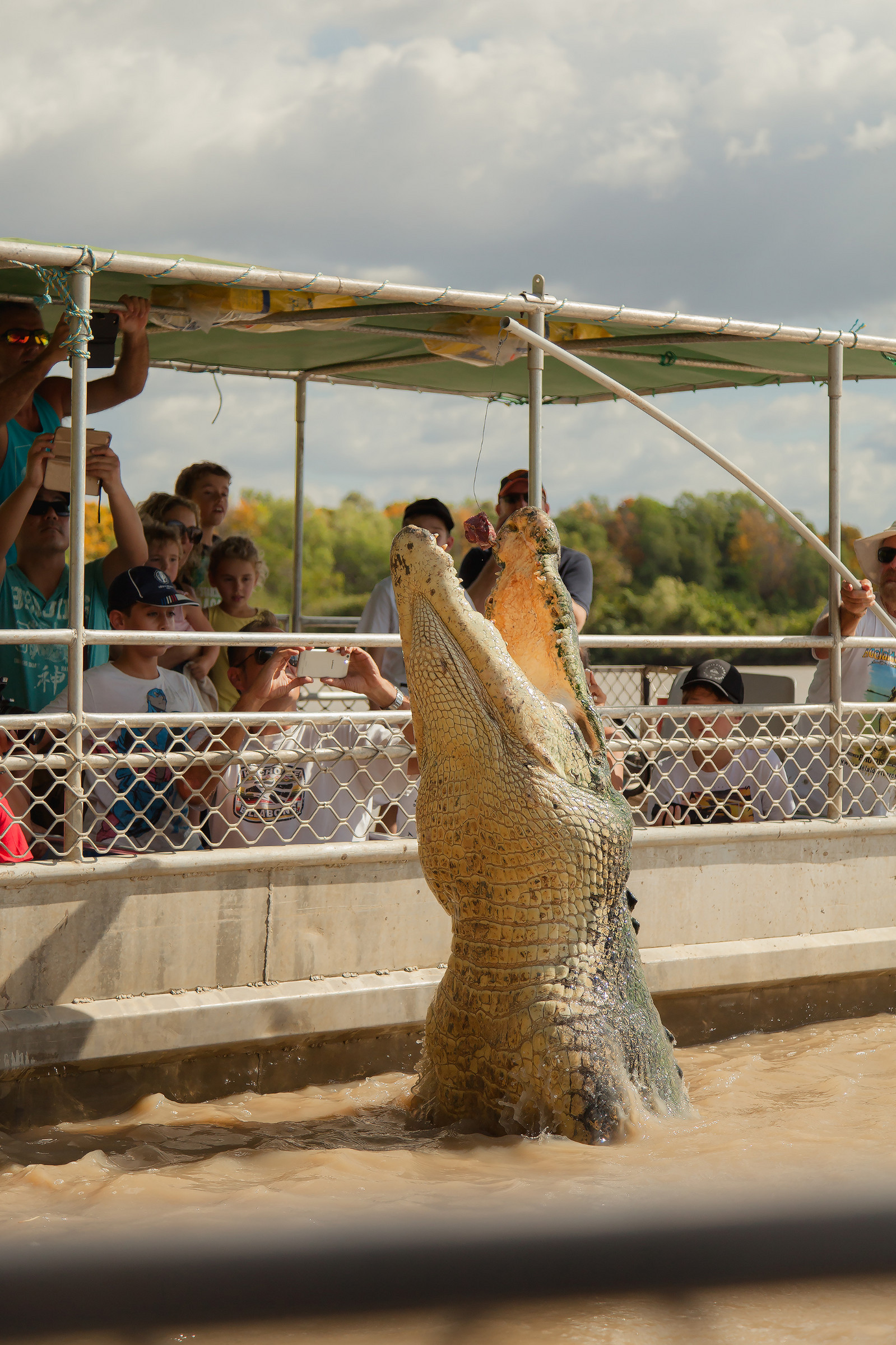 adelaide croc tour