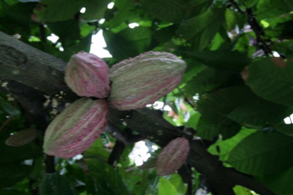 Cacao vrucht op het schoolterrein