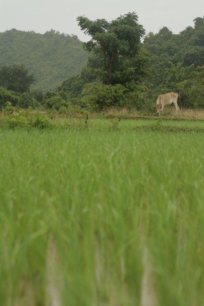 rijstvelden met buffalo 