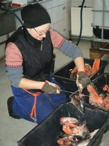 Bettina cutting Salmon for the dogs