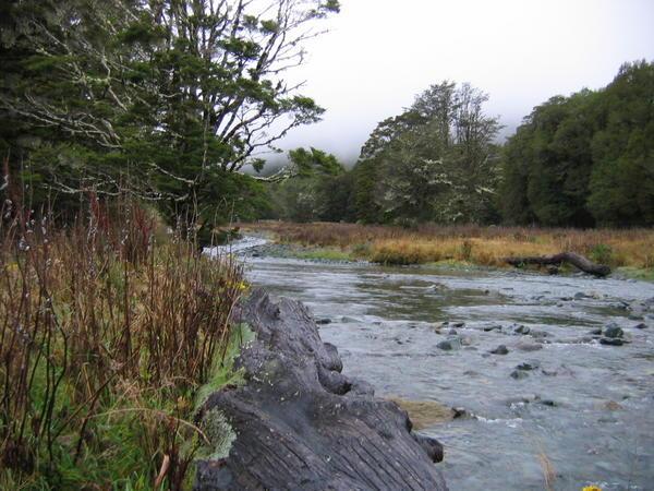 creek on the way to Te Anau