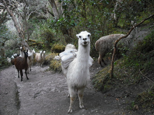 Some Llamas on the way