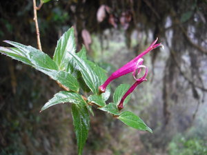 Flower in the cloud forest