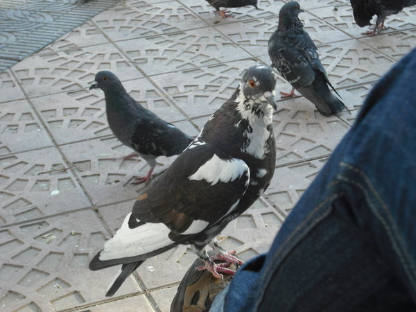 Pigeon on Sinead´s shoe