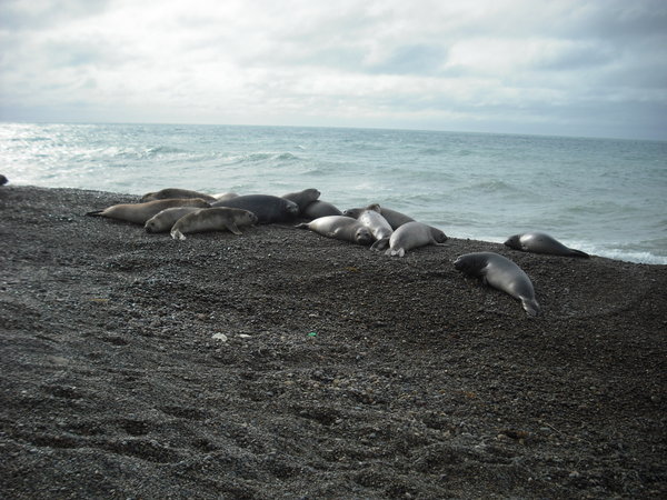 Group of elephant seals