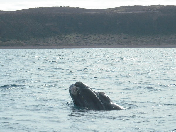 Curious whale next to the boat