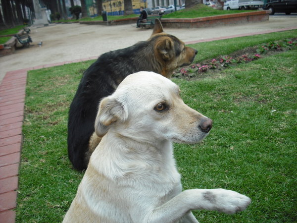 Street dogs in Valparaiso