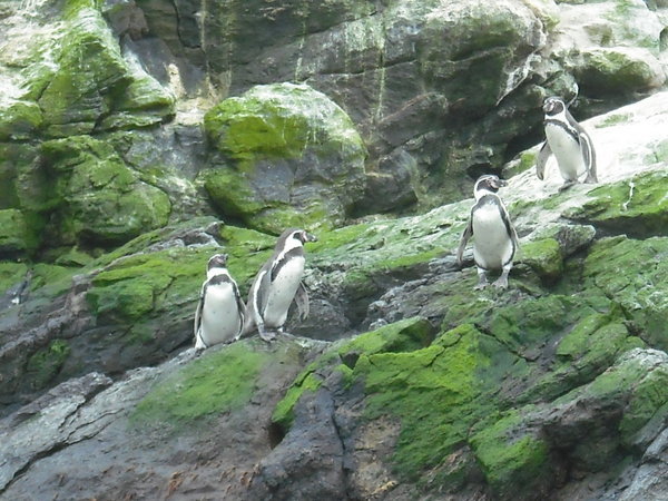 Penguins! 