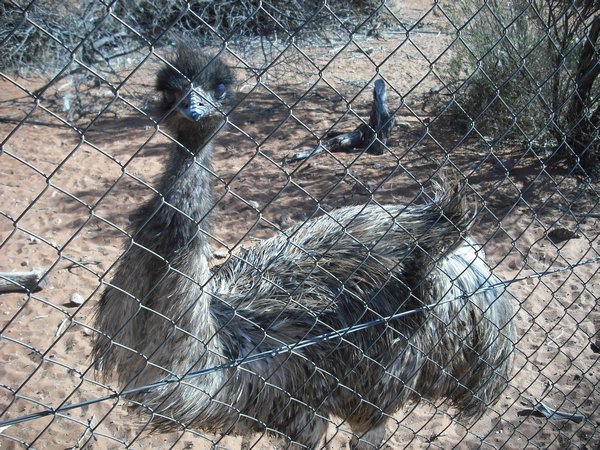 Emu