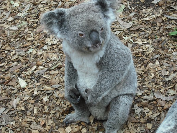 One more Koala photo...
