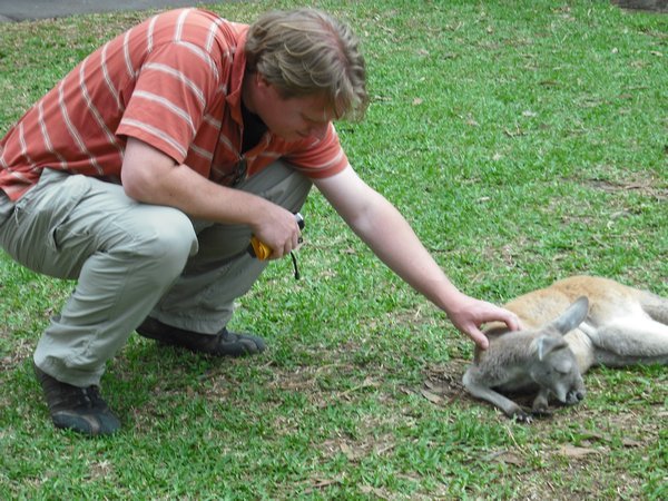 Petting a lazy kangaroo