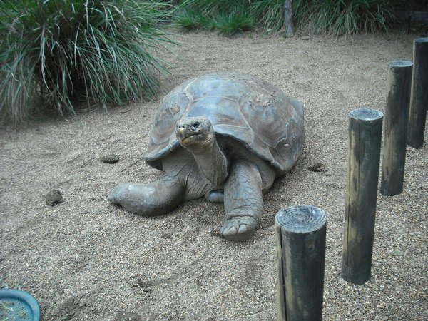 Hugo the Galapagos turtle