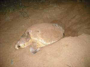 Loggerhead Turtle 