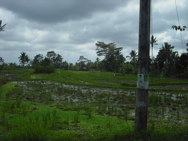 More paddy fields