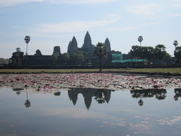 Lily pond at Angkor Wat