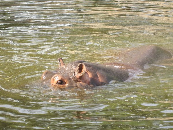 The Hippo was definitely winking at us!