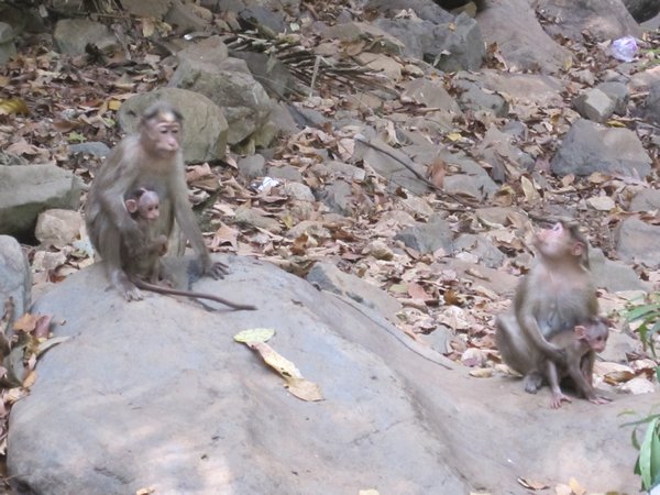 Baby monkeys