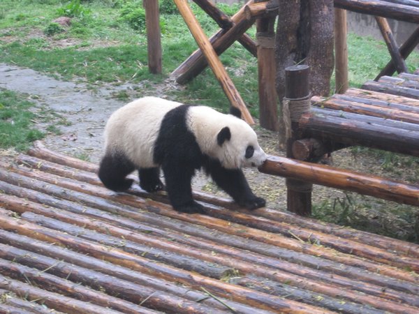 Panda looking for his bamboo