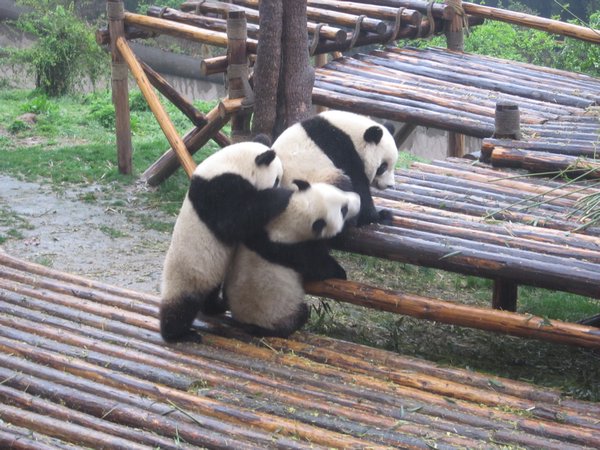 Young pandas fooling around