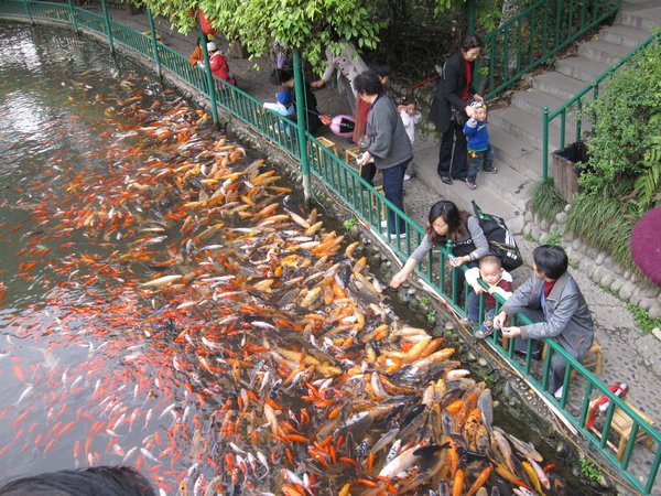 Feeding the fishes