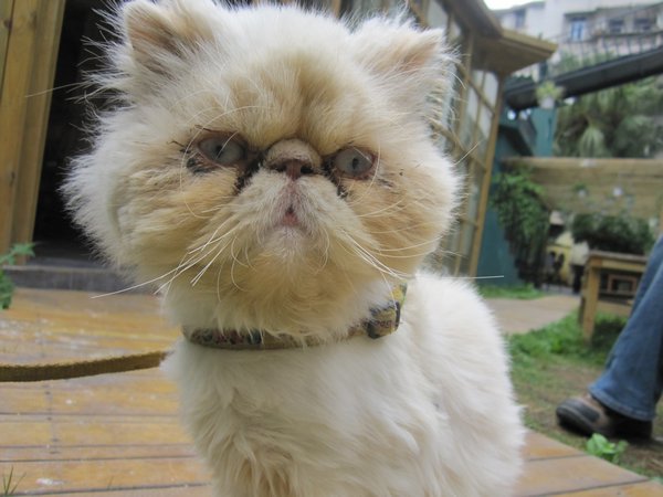 The ugliest cat in the world
