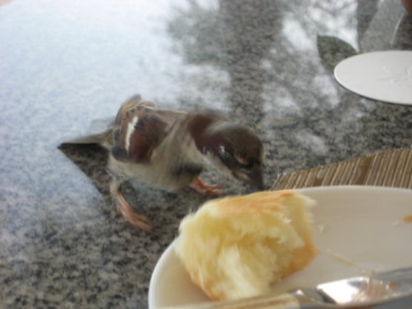 Bird on our table
