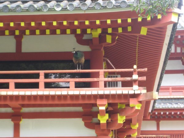 See the peacock on the balcony?