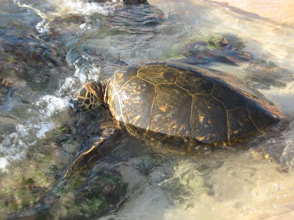 Turtle Feeding at Turtle Beach